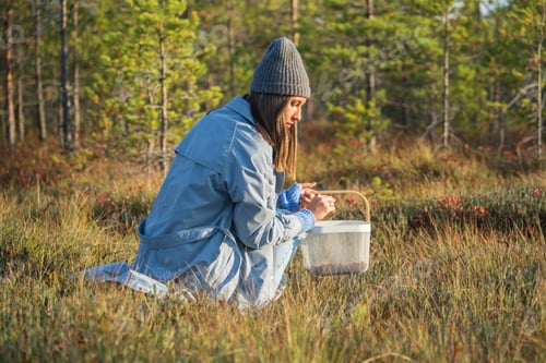 Preview: Autumn berries picking. Young woman on swamp searching for ripe cranberry spend weekend outside city