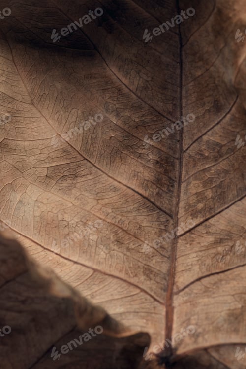 Preview: Dried Bodhi leaf textured background