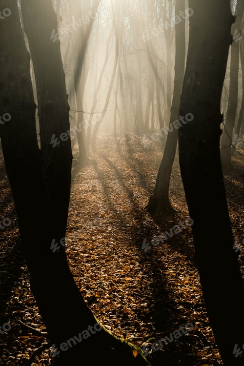Preview: foggy forest in late autumn