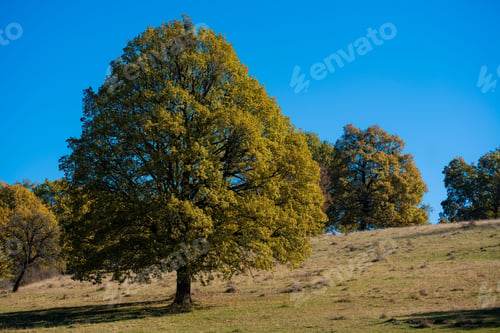Preview: Oak Tree on Sunny Hillside