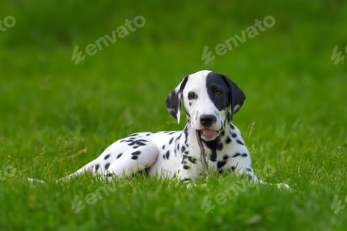 Preview: Dalmatian dog outdoors in summer