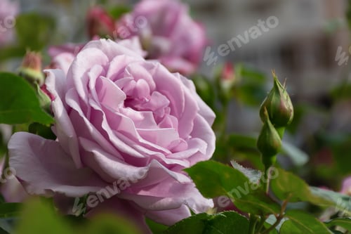 Preview: Purple rose close-up.