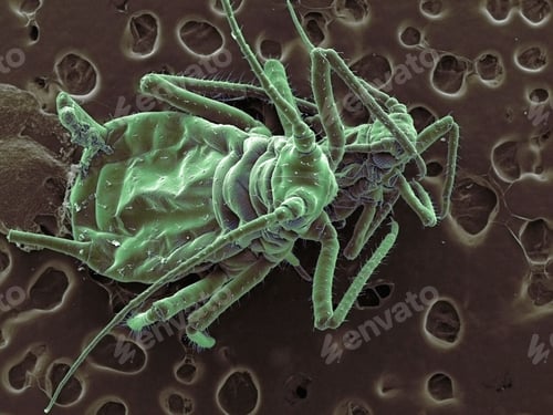 Preview: High vacuum SEM image of plant lice face to face