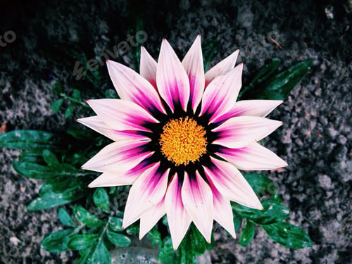 Preview: Close up of garden flower