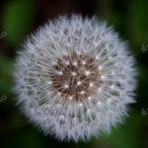 Preview: Dandelion3
