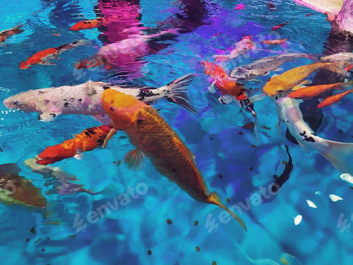 Preview: Natural background Made by blue water and koi fishes