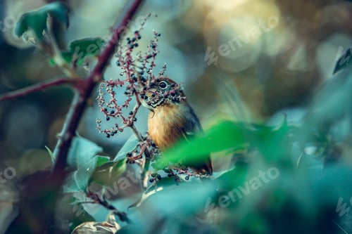 Preview: Bird on tree.