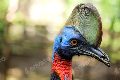 Preview: Cassowary Head in the Farm at the Zoo.
