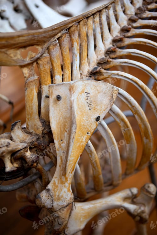 Animal Ribcage Skeleton Anatomical Study Close-up Detail