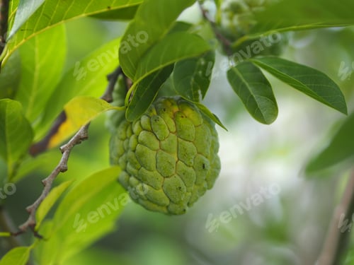 Preview: fruit custard apple tree, sugar apple, sweetsop, or anon, Annona squamosa plants Annona squamosa