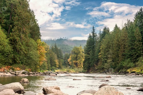 Preview: Scenic River in pine forest.