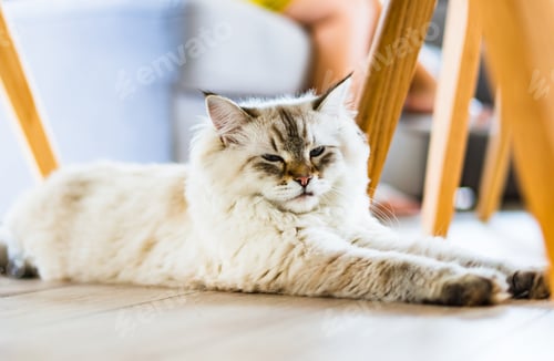 Preview: Adorable cat lying on a laminated ground at home