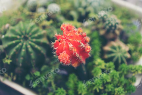 Preview: Collection of various cactus and succulent plants in different pots. Potted cactus house plants