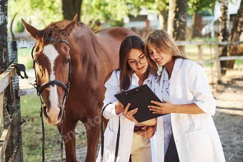 Preview: Reading documents. Two female vets examining horse outdoors at the farm at daytime