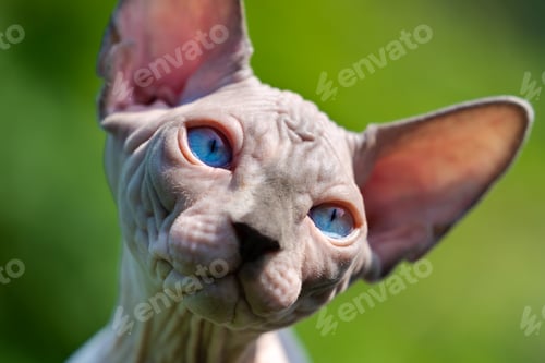 Preview: Close-up view of Sphynx Hairless Cat of blue mink and white color looking away with sad blue eyes