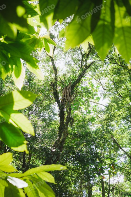 Preview: High angle view of rainforest vegetation in the surroundings of Agua Azul cascades in Mexico.