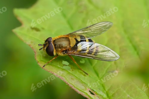 Preview: Closeup on the European Common banded hoverfly, Syrphus ribesii sitting on a green leaf