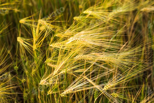 Preview: Ripening ears of yellow wheat field.