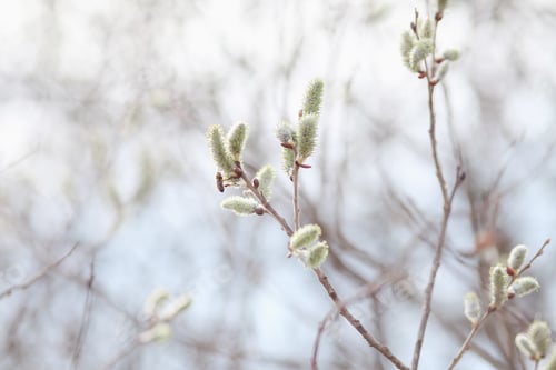 Preview: Spring branches Catkins Willow