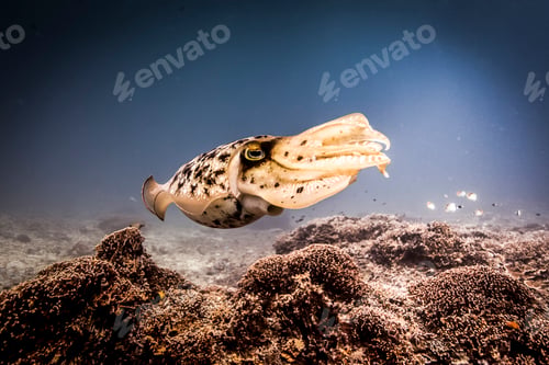 Preview: Cuttlefish swimming gracefully over a coral reef