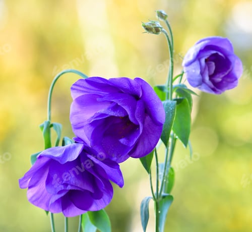Preview: Beautiful purple flowers on natural background