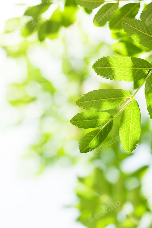Preview: Green leaves over blue sky