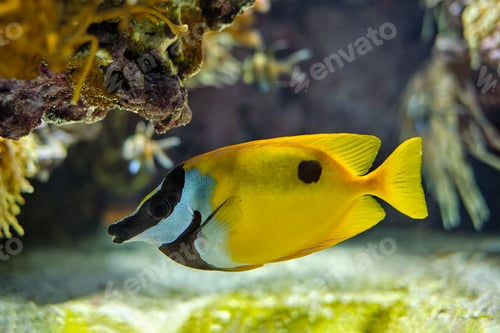 Vista previa: Foxface rabbitfish Siganus vulpinus fish underwater in sea
