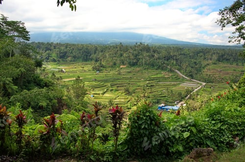 Preview: Rice fields in Indonesia with beautiful flowers in front