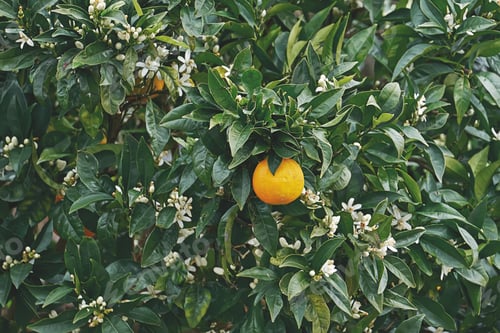 Preview: Ripe mandarin or orange fruit on a tree branch. Natural floral pattern
