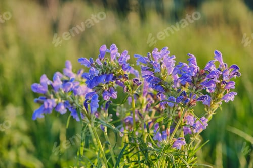 Preview: Bouquet of blue wildflowers lit by sunlight