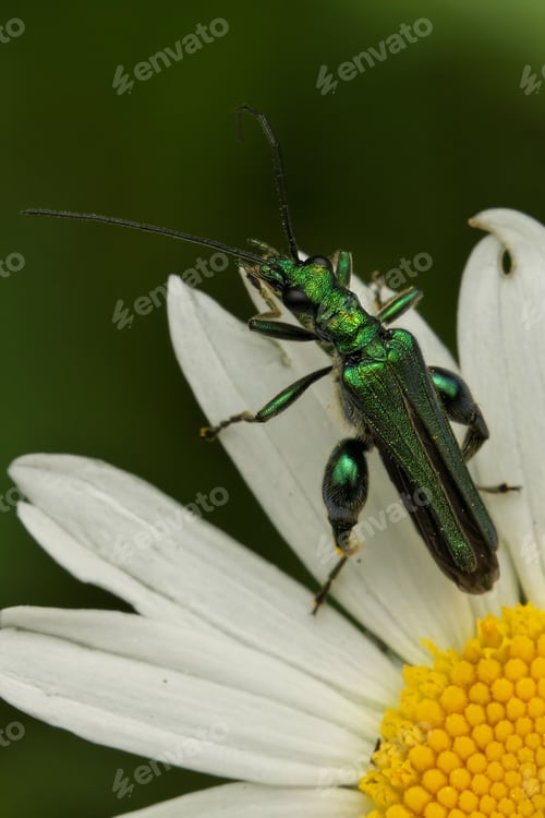 Preview: Close-up of a Swollen-Thighed Bettle on a white daisy flower with a blurred green background