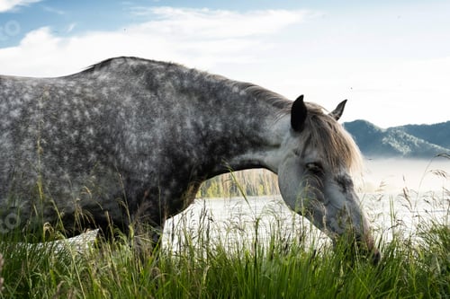 Preview: Amazing Grey Horse Pasturing on Lakeside.