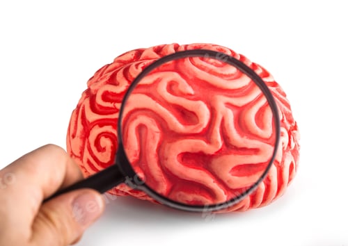 Preview: Rubber brain seen with the magnifying glass