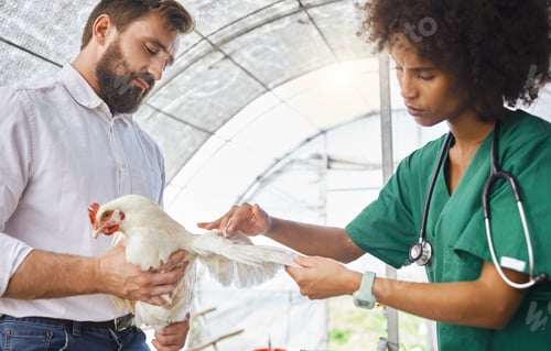 Preview: Farming, exam and vet hands on a chicken for protection from virus, disease and illness on a farm.