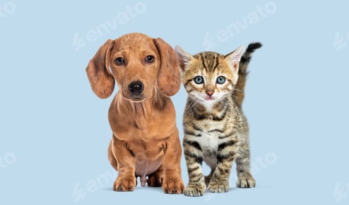Preview: Cute puppy and kitten sitting together on a blue background