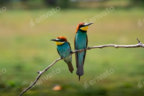 Preview: European bee eater, Merops apiaster. Common bee-eater. Close-up