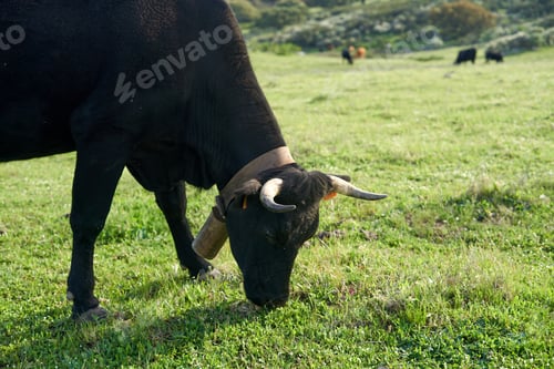 Preview: Close-up of black cow with green grazing land.