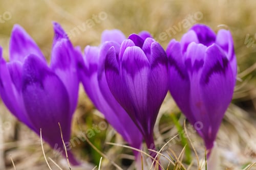 Preview: Purple crocus flowers in snow awakening in spring