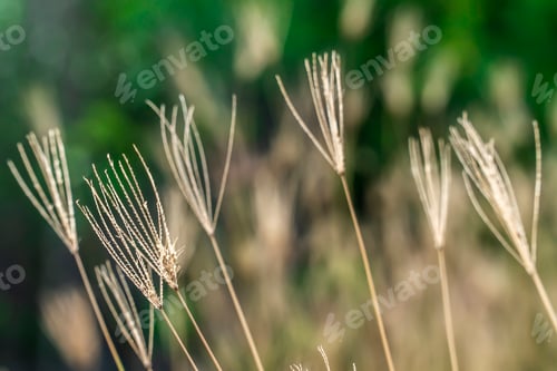 Preview: Chloris Virgata Dry in Nature