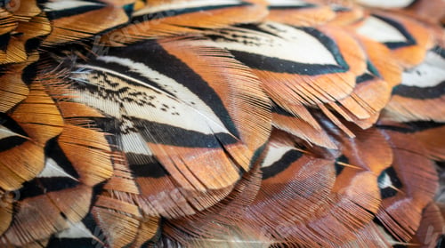 Preview: colored pheasant feathers with a visible texture. background