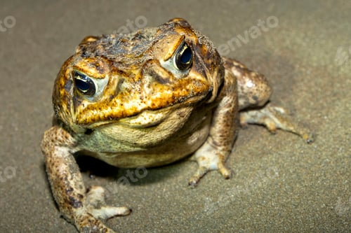 Preview: Giant Neotropical Toad, Marino Ballena National Park, Costa Rica