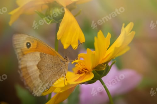 Preview: Cow's eye or Marigold butterfly orange close-up on a yellow flower.