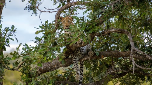 Preview: Leopard in Kruger national park South Africa