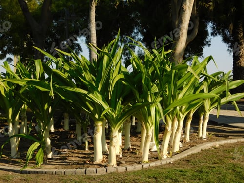 Preview: Closeup of poison bulbs under the sunlight