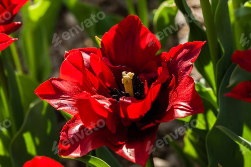 Preview: Macro of red tulips on a background of green grass