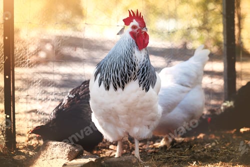 Preview: The Rooster