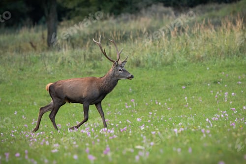 Preview: Red deer stag walking among blooming wildflowers on a meadow in autumn nature