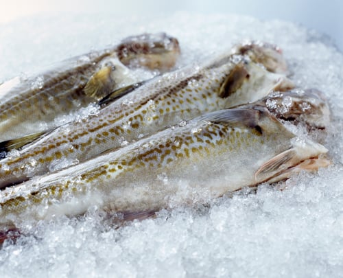 Preview: Raw whole cod on crushed ice