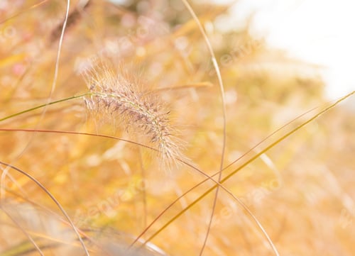 Preview: Autumn reed under sunset