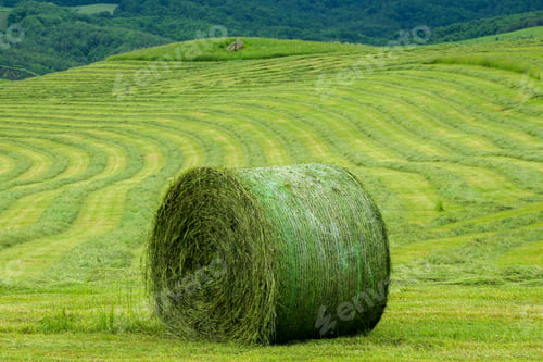 Preview: Rolling in the hay
